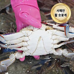 당일조업 서해안 제철 활 꽃게 3kg (숫꽃게 9-15미/빙장포장)