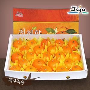 올찬농산/천혜향 선물세트 3kg (왕특대+특대 8~13과)