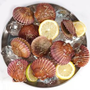 통영 홍가리비 2kg 40-50미 내외