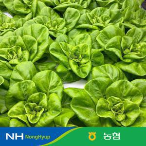[단독특가] 농협 샐러드 채소 믹스 1kg/750g 유러피안 샐러드 4종 내외 스마트팜 수경재배