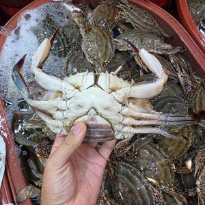 당일조업 가을 암수혼합 활 꽃게 3kg 빙장포장(kg당 3-5미) 일출고500kg 순차출고
