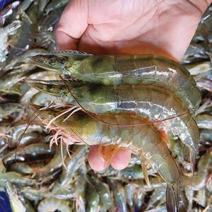 제철 자연산 대하 새우 1kg 22미(특) // 25미(대) 내외 생물