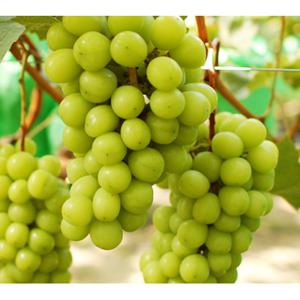 [콧털네과일야채] 온누리상품권10%+10%할인샤인머스켓 2kg 3수/4수 , 4kg /// 거봉2kg