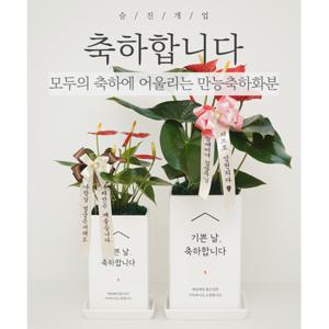 [리본세트] 축하전용화분 승진축하 개업축하 영전 금전수 스투키 선물 화환