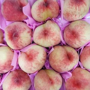 제철 천도복숭아 신비복숭아 딱딱이 털복숭아 딱딱한 단단한 말랑이 하우스