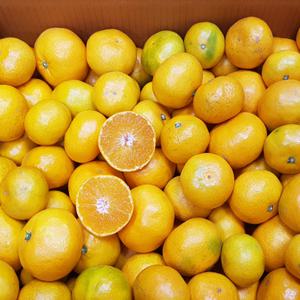 [9-22일순차출고]제주에서 직접 선별해서 보내드리는 노지 감귤  (3kg/5kg/10kg)