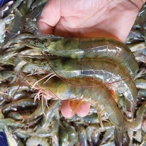 제철 자연산 대하 새우 1kg 22미 25미 내외 생물
