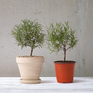 로즈마리 외목대 토피어리 독일 토분 허브 향기나는 로즈 키우기