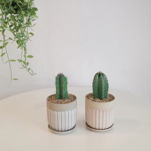 선인장 미니 귀면각 - 패턴 세라믹 화분2color