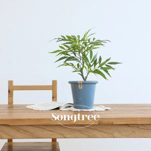 아라리아 아랄리아 미니 조화나무