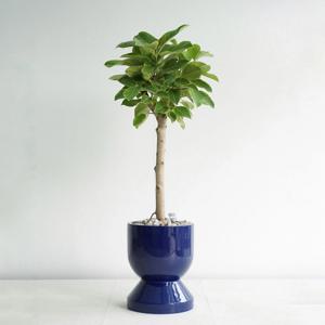 뱅갈고무나무 딥블루 GB-2 중형 거실 화분 개업 축하 선물