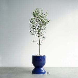 올리브나무 딥블루 GB2 개업화분 축하선물 거실 반려식물