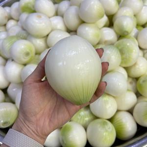 국내산 합천 깐양파 3kg 5kg