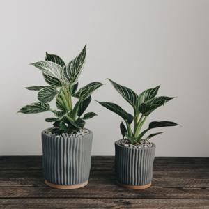 버킨콩고 에코리플 화분