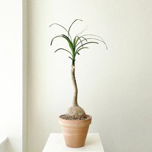 덕구리난 독구리난 도쿠리 플랜테리어 이태리토분 개업화분