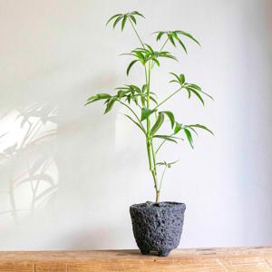 대나무 홍콩야자 현무암화분 L 미니멀 감성 플랜테리어