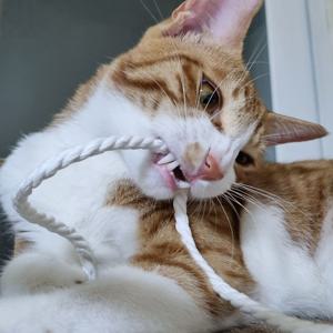 고양이 전용 이갈이장난감 종이로프 2m