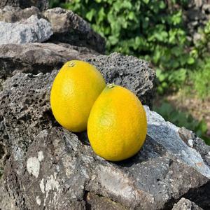 산지직송 제주 황금향, 가정용, 선물용