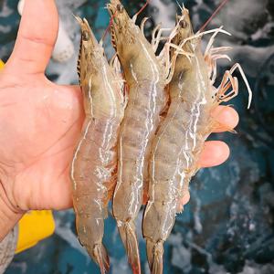 국내산 남해 직송 제철 활 흰다리새우 1kg