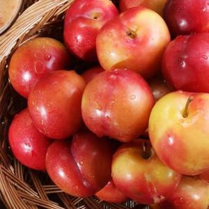 25년 햇 추희 자두 1kg 2kg 4kg
