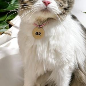 우드인식표 고양이 강아지 이름표 목걸이