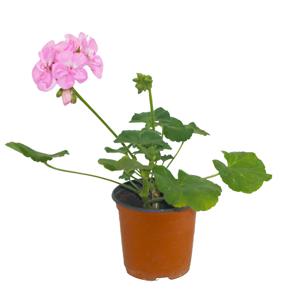 제라늄 유럽 페라고늄 꽃 화분 미니 꽃화분 모종 키우기