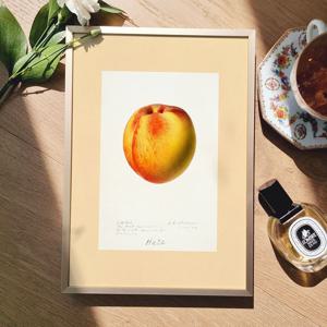 앤틱 오브제 꽃 과일 명화그림 액자 30종 - e22 복 복 복숭아