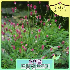 오이풀 상귀소르바 프림 앤 프로퍼 6치화분 신품종 네