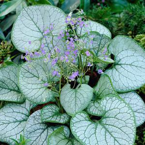 브루네라 7치포트 잭프로스트 Brunnera Jack Frost