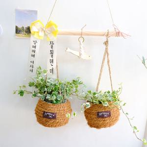 무늬아이비 라탄바구니 행잉플랜트 걸이화분 2개 세트 명태 마끈 걸이우드 포함 플랜테리어