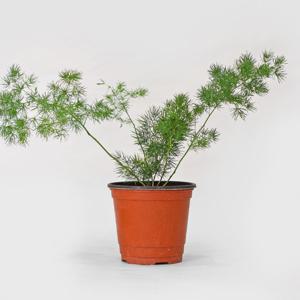 아스파라거스 미리오클라두스 소형 공기정화식물 홈가드닝