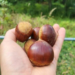 국내산 산지직송 공주 햇밤 알밤 1kg, 2kg, 3kg, 5kg