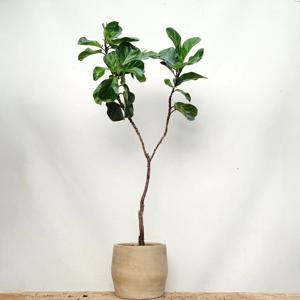 떡갈고무나무 키우기쉬운 인테리어 식물 카페화분 개업 이사 승진 축하화분