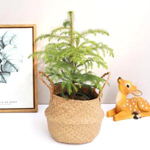 아라우카리아 중형 라탄바구니 세트 크리스마스 트리