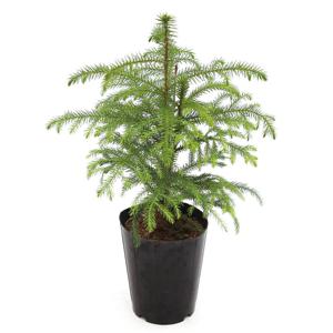 아라우카리아 중형기본포트 크리스마스 트리 생화