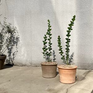 삼각잎 아카시아 노란꽃을 피우는 분위기 있는 감성식물 - 이태리토분 2color