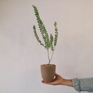 노란꽃 삼각잎 아카시아 - 토분(2types)