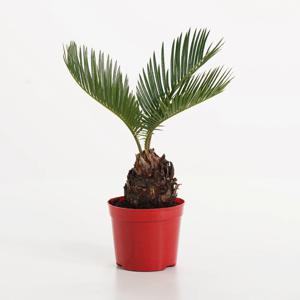 미니소철 키우기쉬운 실내공기정화식물 인테리어식물 소형 모종