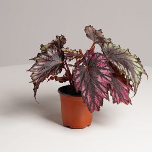 베고니아 헬렌튜펠 키우기쉬운 실내공기정화식물 인테리어식물 소형 모종