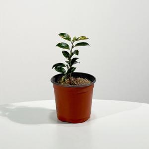 무늬동백 산다화 키우기쉬운 실내공기정화식물 인테리어식물 소형 모종