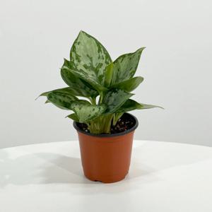 아글라오네마 그린아트 키우기쉬운 실내공기정화식물 인테리어식물 소형 모종