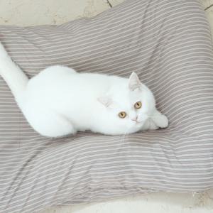 브라운 스트라이프 냥모나이트 방석