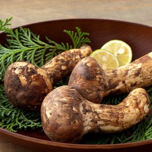 백두산 북방 송이버섯 특품 12-18개입 1kg (10cm이상)