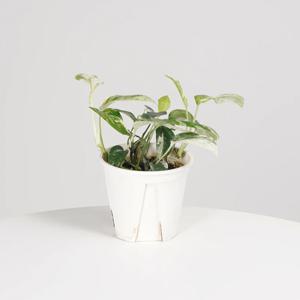 에피프레넘 발리 키우기쉬운 실내공기정화식물 인테리어식물 소형 모종