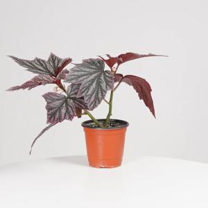 핑크밍스 베고니아 키우기쉬운 실내공기정화식물 인테리어식물 소형 모종