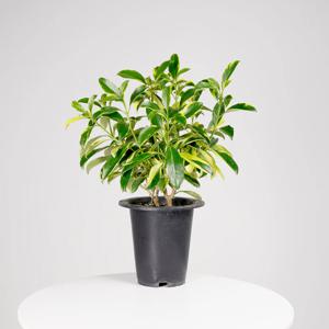 무늬워터자스민 중품 키우기쉬운 실내공기정화식물 인테리어식물 모종