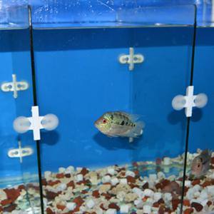 어항 칸막이 고정 고무 2p 수족관 수조  루바망