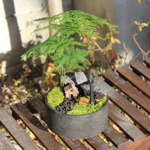도심 속 미니 정원 아스파라거스 나누스 비단이끼 공기정화식물 데스크테리어