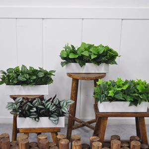 달개비 스킨 아이비 인테리어 우드박스 플랜테리어 조화화분장식 조경장식