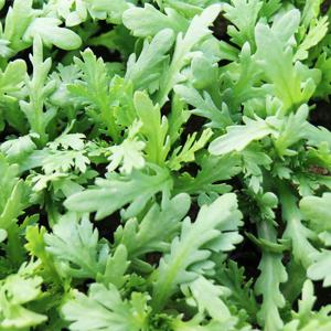 쑥갓모종 3개 채소키우기 야채 텃밭